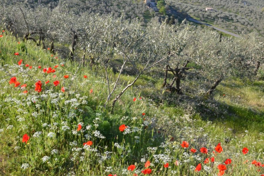 Dopo il riconoscimento Giahs, il “Progetto Olio” e poi l’obiettivo Unesco