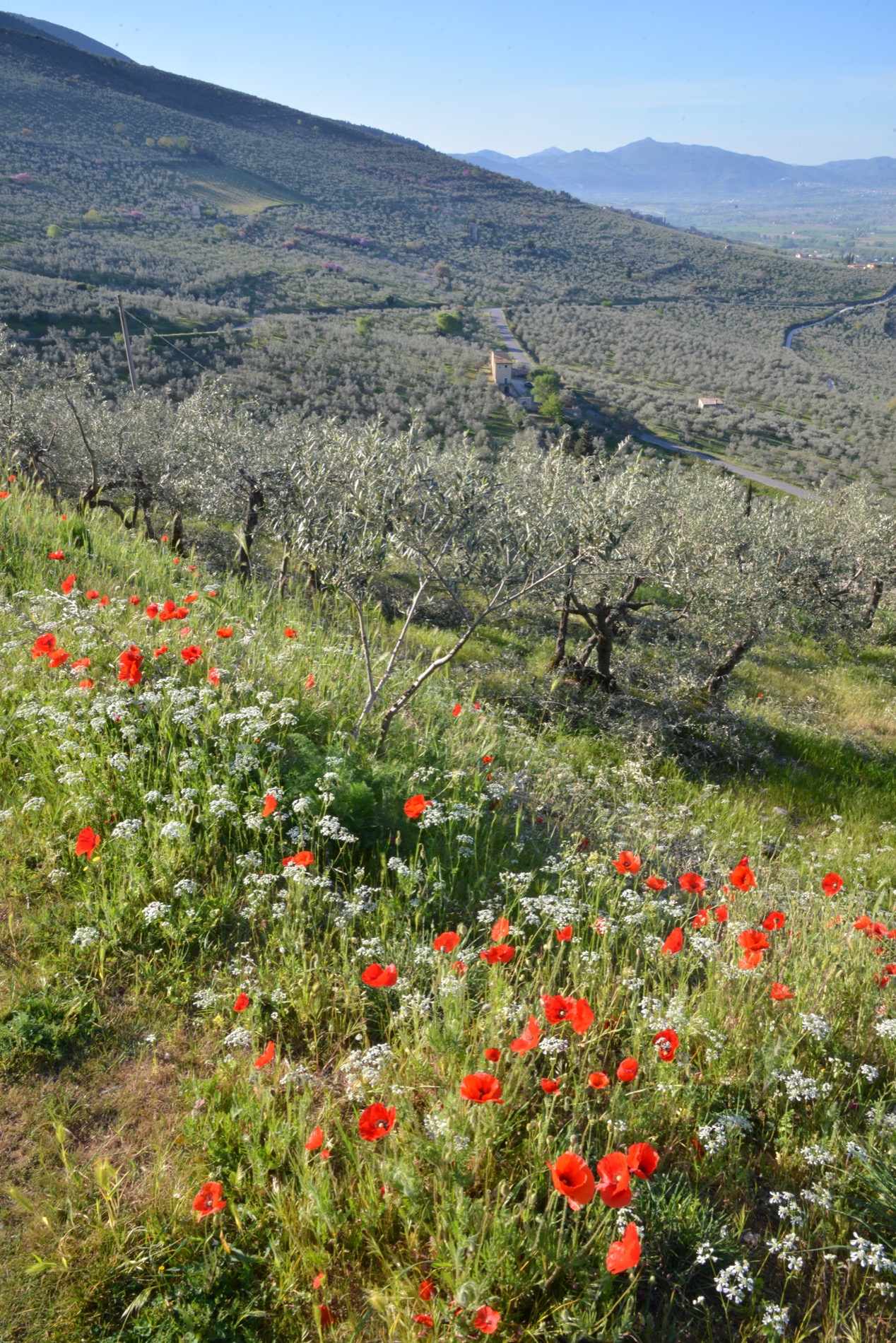 Dopo il riconoscimento Giahs, il “Progetto Olio” e poi l’obiettivo Unesco