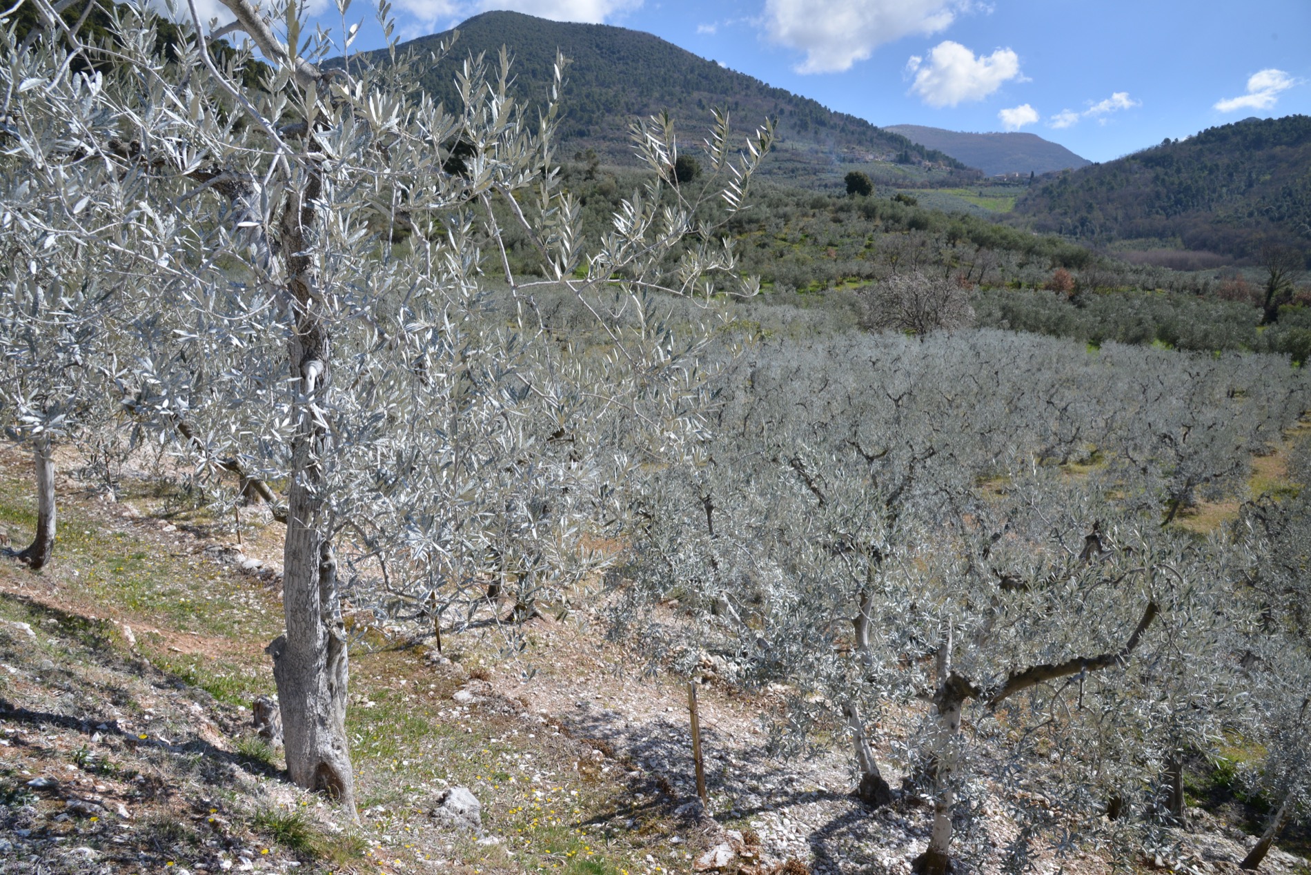 Danni da maltempo, chiesta proroga per le domande e lo stato di calamità naturale