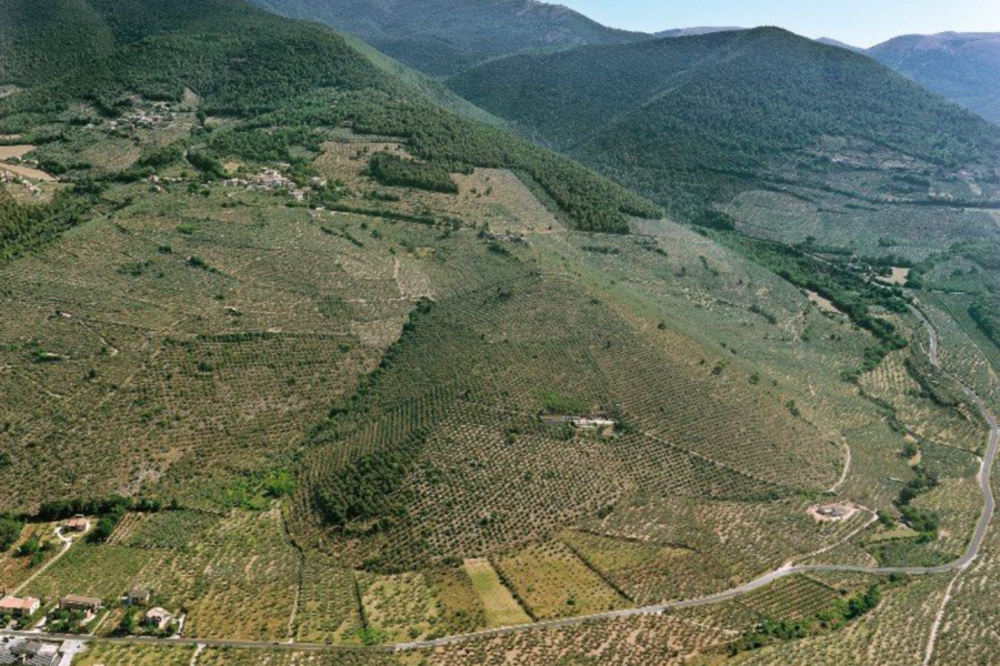 Gli ulivi dell’Umbria vogliono il riconoscimento Unesco